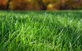 Co daje wapnowanie trawnika? Jak i kiedy je wykonać?