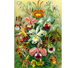 Good Loot Ernst Haeckel Orchidea / Orchid Imagination Puzzle 1000 elementów
