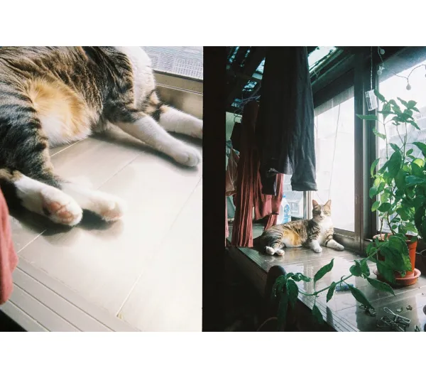 Kodak Ektar H35 Beżowo-szary