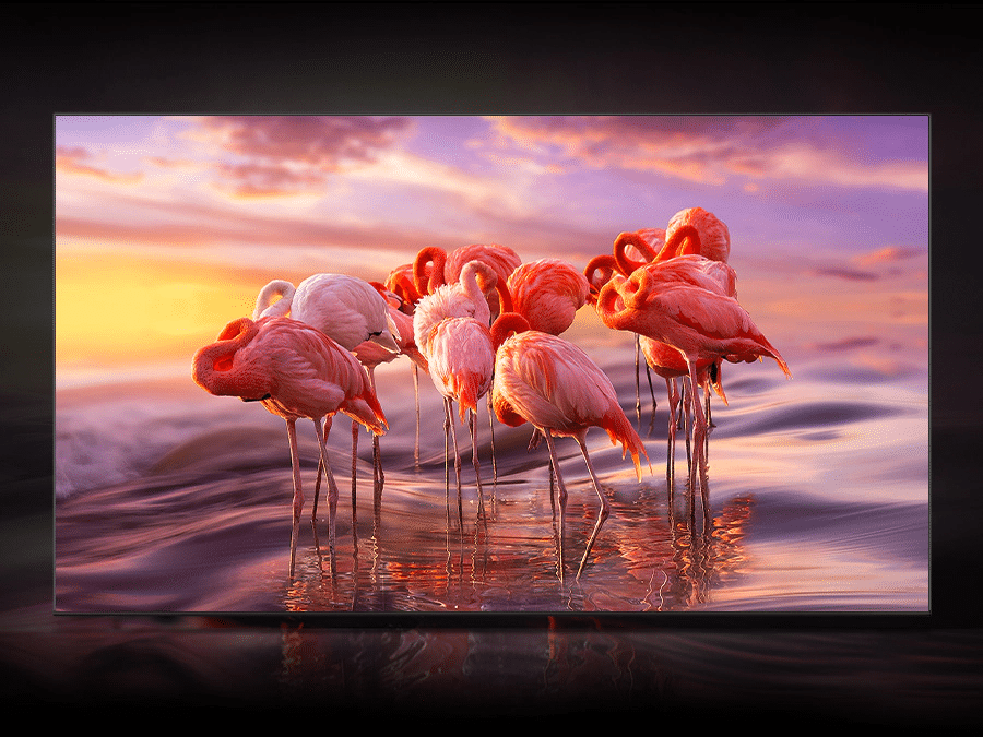 QLED-телевизор отображает стаю фламинго в воде, чтобы продемонстрировать идеальную цветопередачу с технологией Quantum Dot.